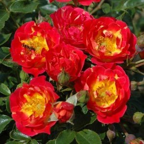 Cambridgeshire Bare Root Rose