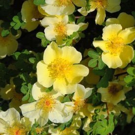 Canary Bird (Bush)