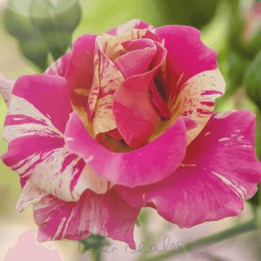 Candy Land Potted Rose