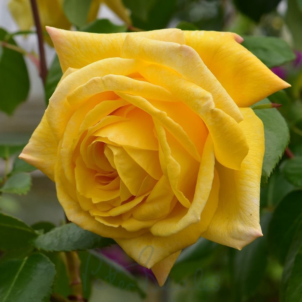 A Guide to the Rose Casino Registration Page for UK Players