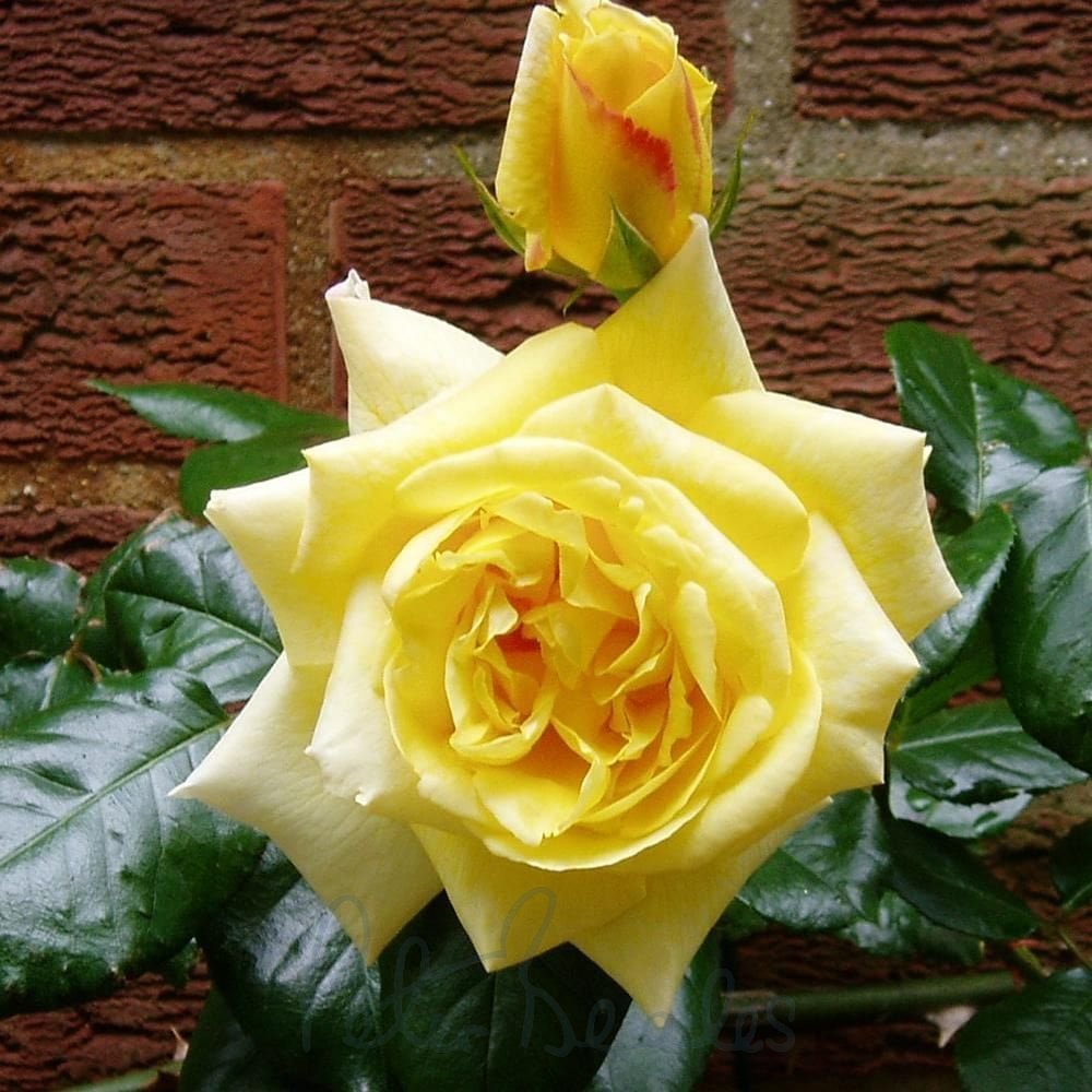 Finding the Rose Casino Best Link in the UK