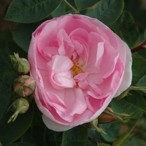 Celestial Potted Rose