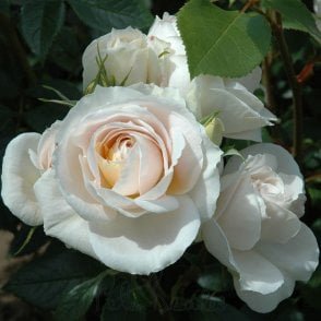 Champagne Moment Bare Root Rose
