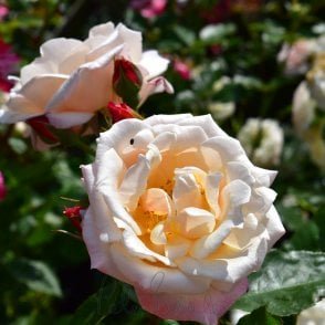 Chanelle Potted Rose