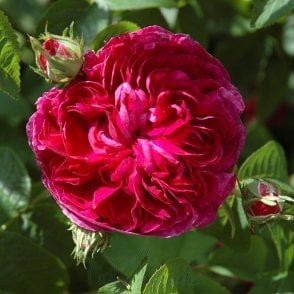 Charles De Mills Potted Rose