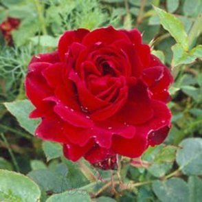 Chateau De Clos Vougeot Bare Root Rose