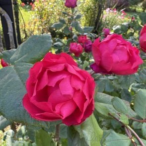 Cherry Bonica