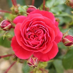 Cherry Girl Potted Rose