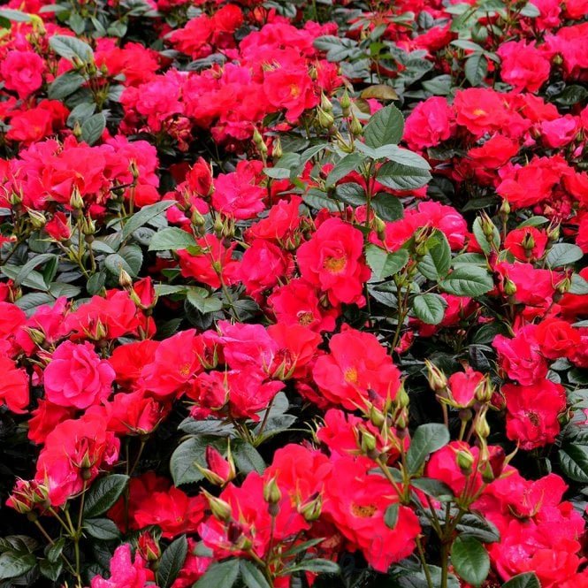 Chewton Rose