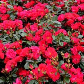 Chewton Rose Bare Root Rose