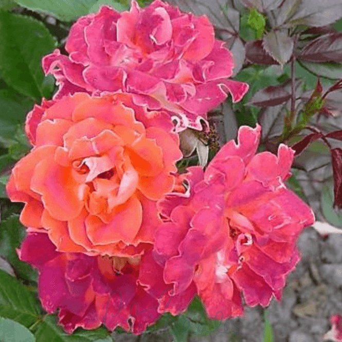 Chocolate Ruffles - Roses from Peter Beales Roses UK