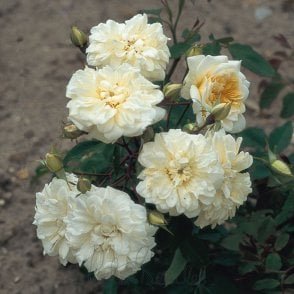 Claire Jacquier Bare Root Rose