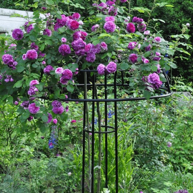 Classic Garden Elements Giverny Rose Umbrella Support