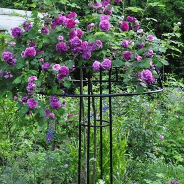 Giverny Rose Umbrella Support