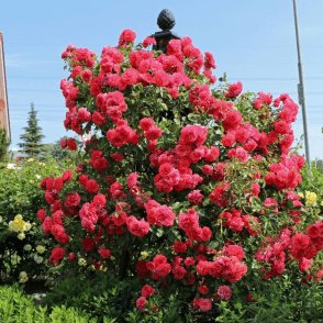 Classic Garden Elements Malmaison Pyramid Obelisk Park