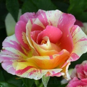 Claude Monet (Bush) Bare Root Rose