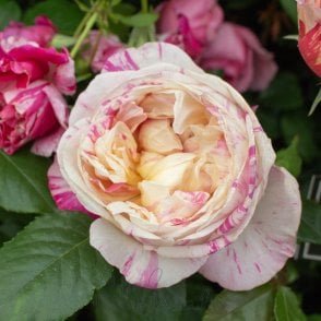 Claude Monet (Climber) Potted Rose