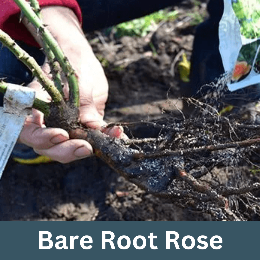 How to plant bare root roses?