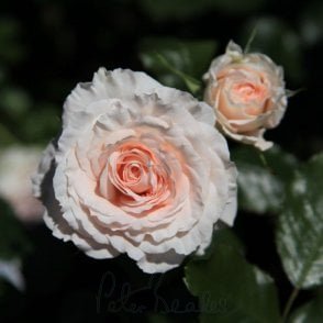 Colby School Bare Root Rose