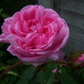 Common Moss Bare Root Rose
