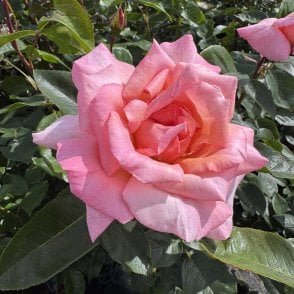 Compassion Potted Rose