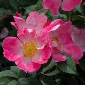 Complicata