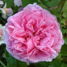 Comte De Chambord