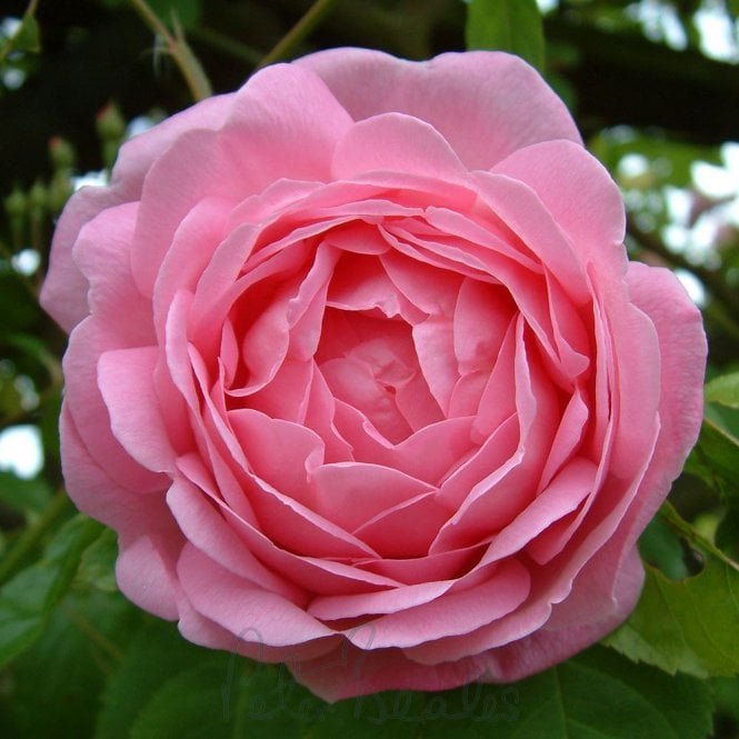 Constance Spry