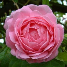 Constance Spry