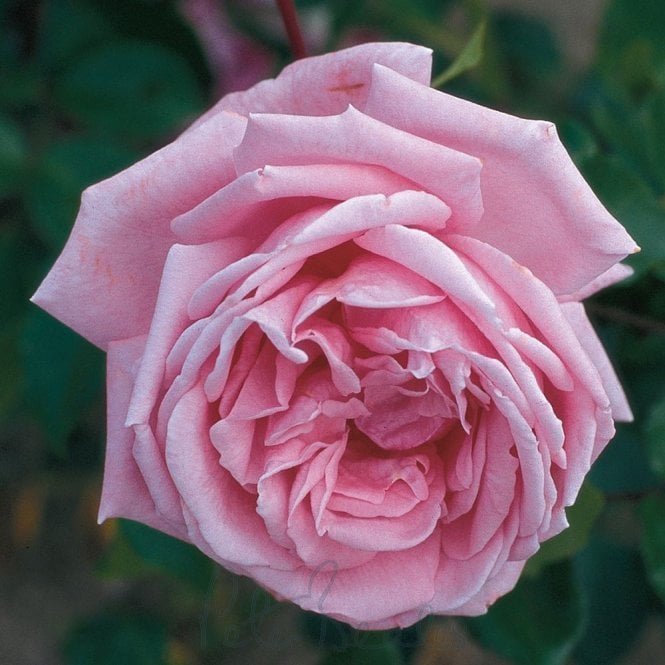 Coral Dawn
