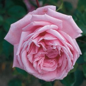 Coral Dawn Bare Root Rose