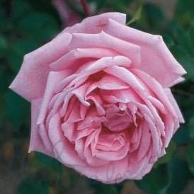Coral Dawn