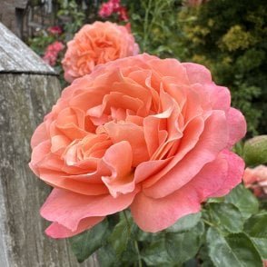 Coral Gardens Bare Root Rose