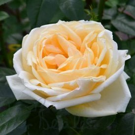 Countess of Wessex