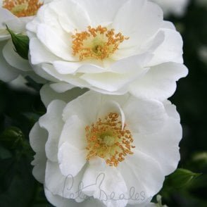 County of Yorkshire Potted Rose