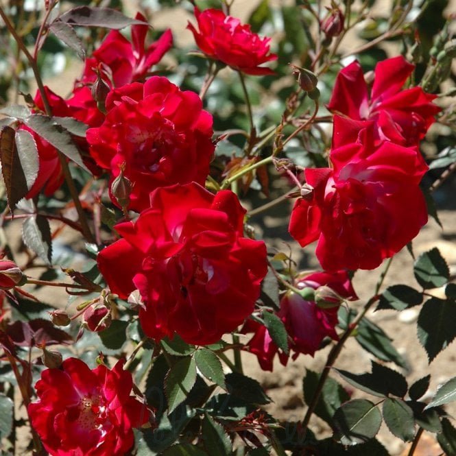 Cramoisi Supérieur Climber (Climbing Rose)