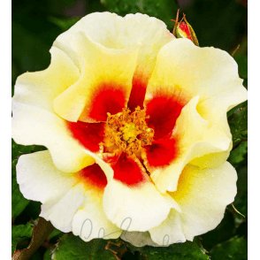 Babylon Eyes Cream Potted Rose