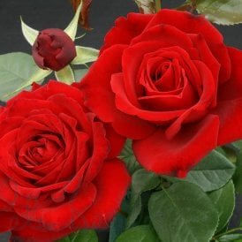 Crimson Cascade
