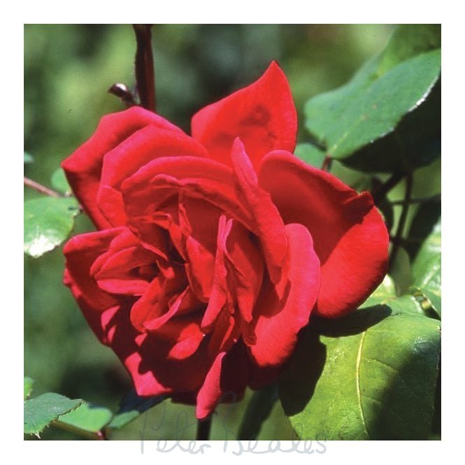Crimson Glory (Bush)