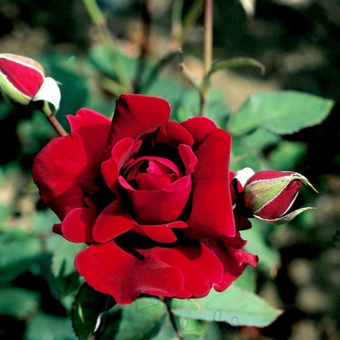 Crimson Glory (Climber)