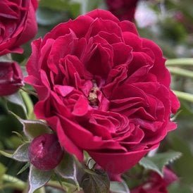 Crimson Siluetta