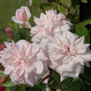 Cecile Brunner (Climber) Bare Root Rose