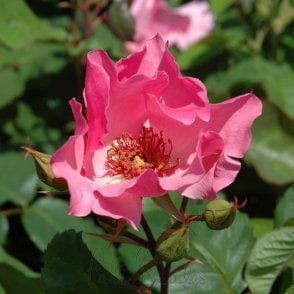 Dainty Bess Bare Root Rose
