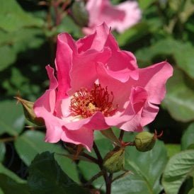 Dainty Bess