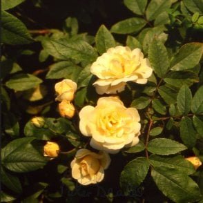 Danae Bare Root Rose