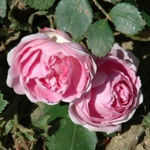 Debutante Bare Root Rose