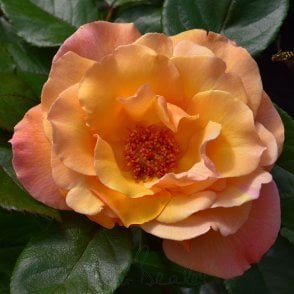 Della Balfour Bare Root Rose