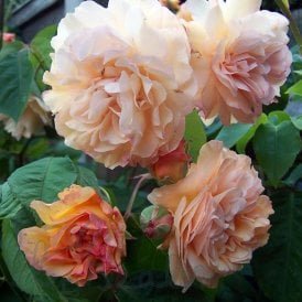 Desprez A Fleurs Jaunes