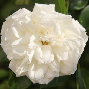 Diamond Dad Bare Root Rose