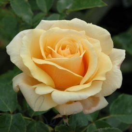 Diamond Jubilee